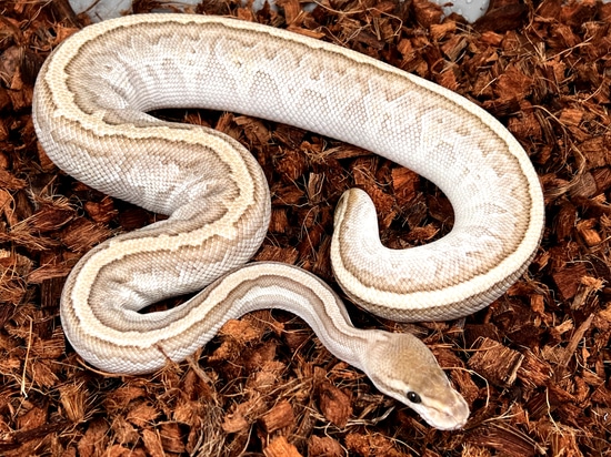 Cypress Lesser Pinstripe Desert Ghost Ball Python by Ring Reptiles
