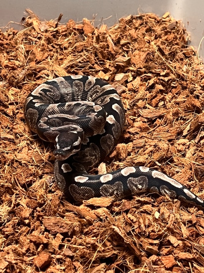 GHI TSK Axanthic Ball Python by Ring Reptiles