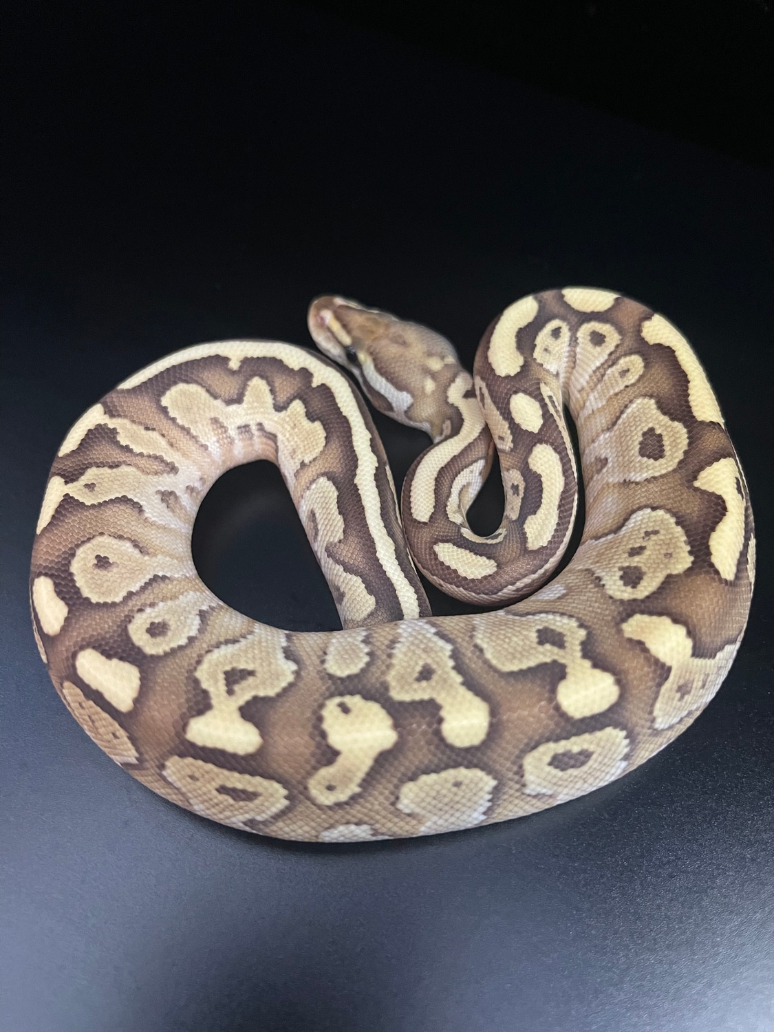 Fire Lesser Trick 50% Het Clown Ball Python by Golden Rule Reptiles LLC ...