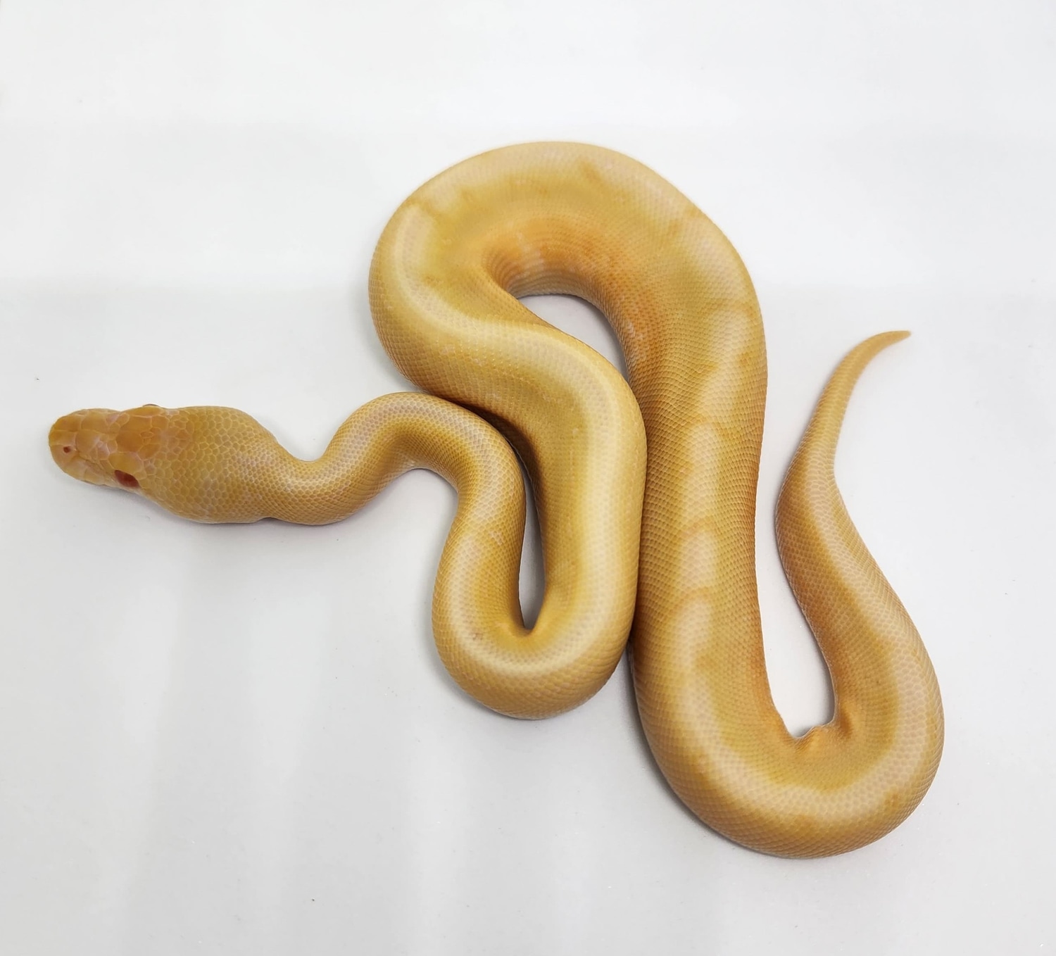 2022 Male Albino Spinner Ball Python by Li's Reptile House - MorphMarket