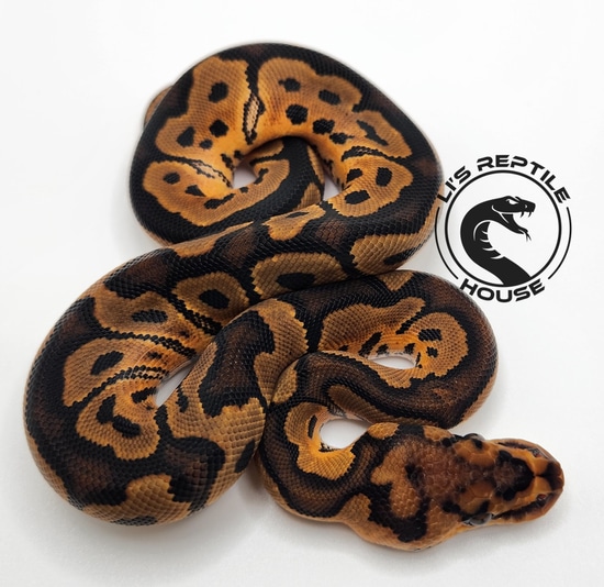 2023 Female Clown Ball Python by Li's Reptile House