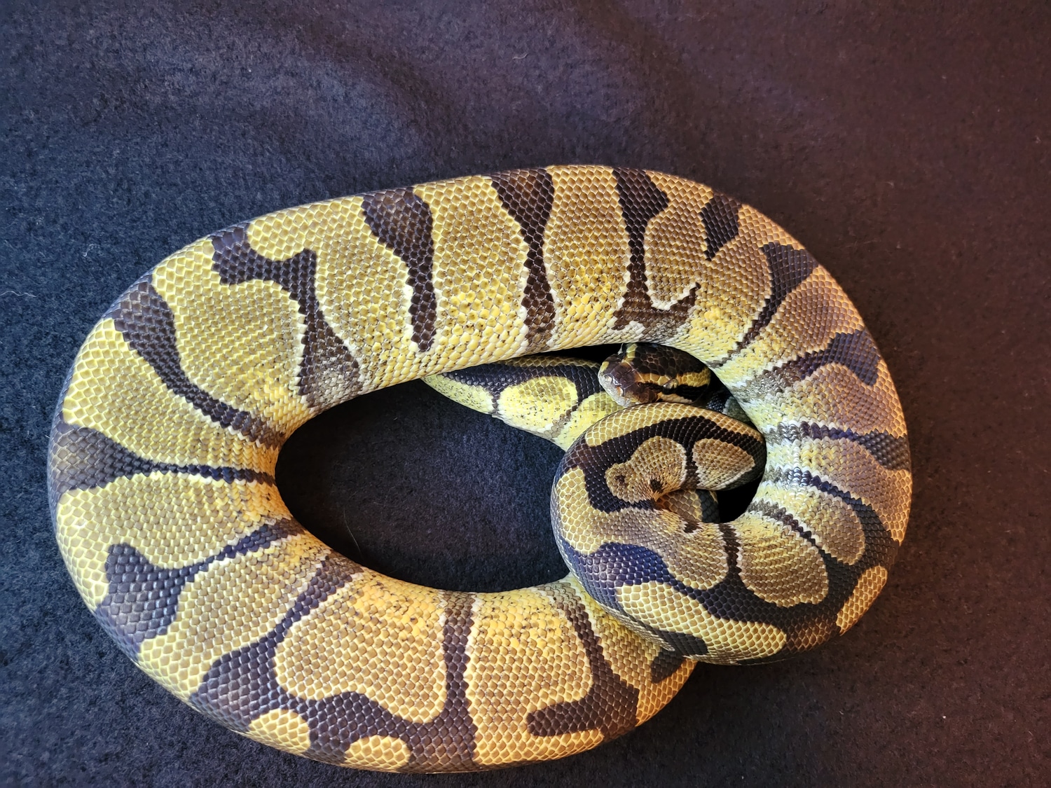 Enchi Het Sunset Ball Python by Rising Phoenix Reptiles - MorphMarket