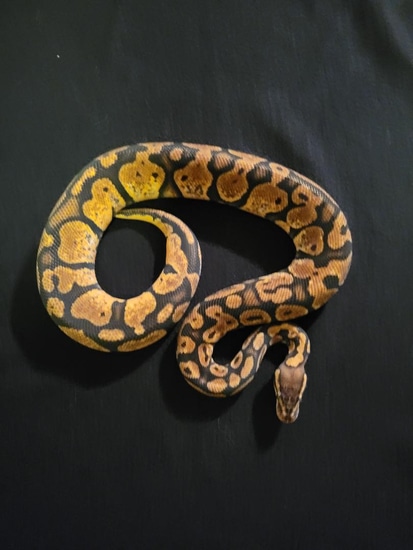 NR Mandarin Pos Het Hypo Ball Python by Rising Phoenix Reptiles