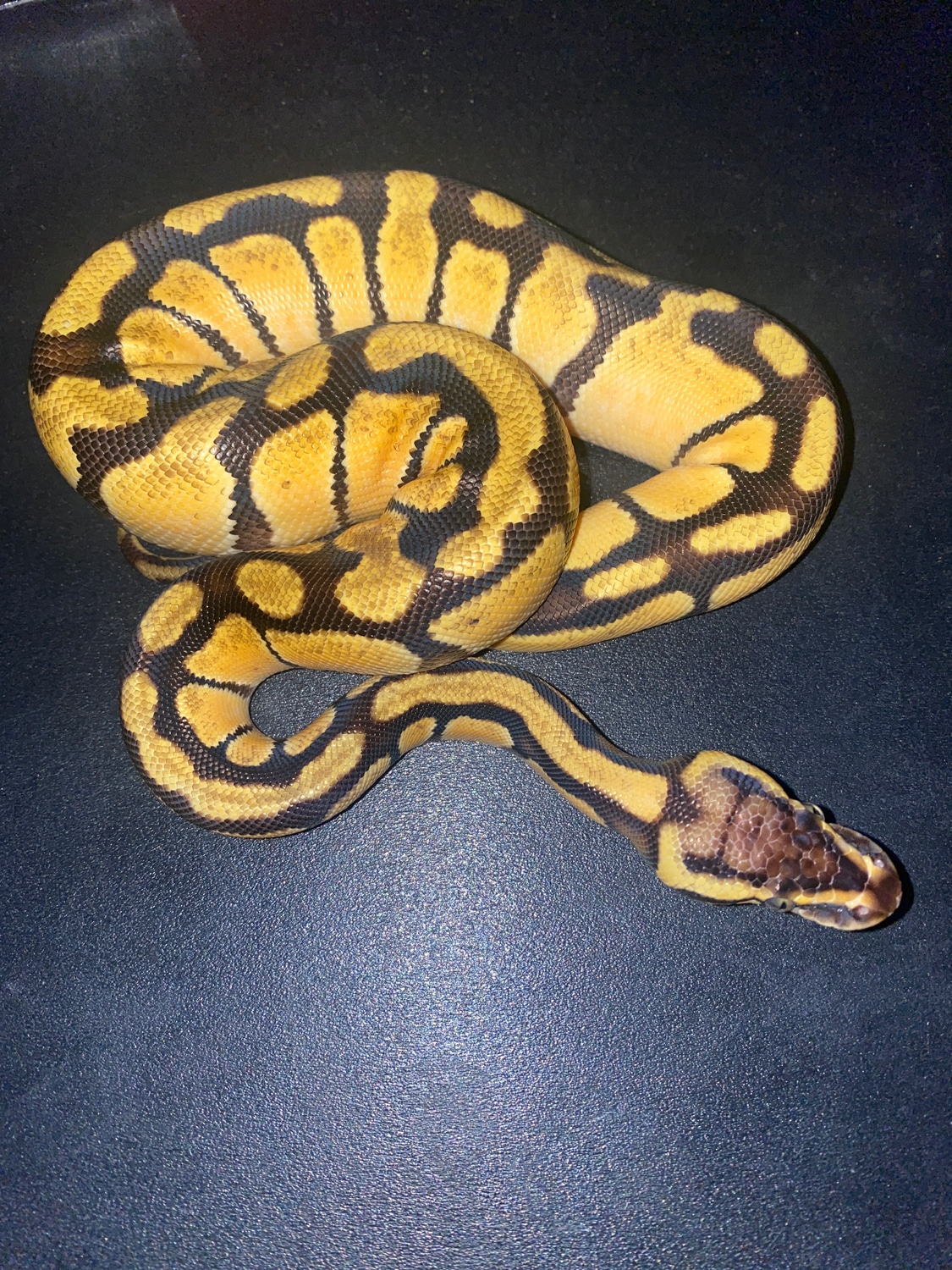 Pastel Enchi Ball Python by Straight arrow pythons MorphMarket