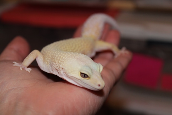 Murphys Patternless Tremper Leopard Gecko by River Pearl Reptiles