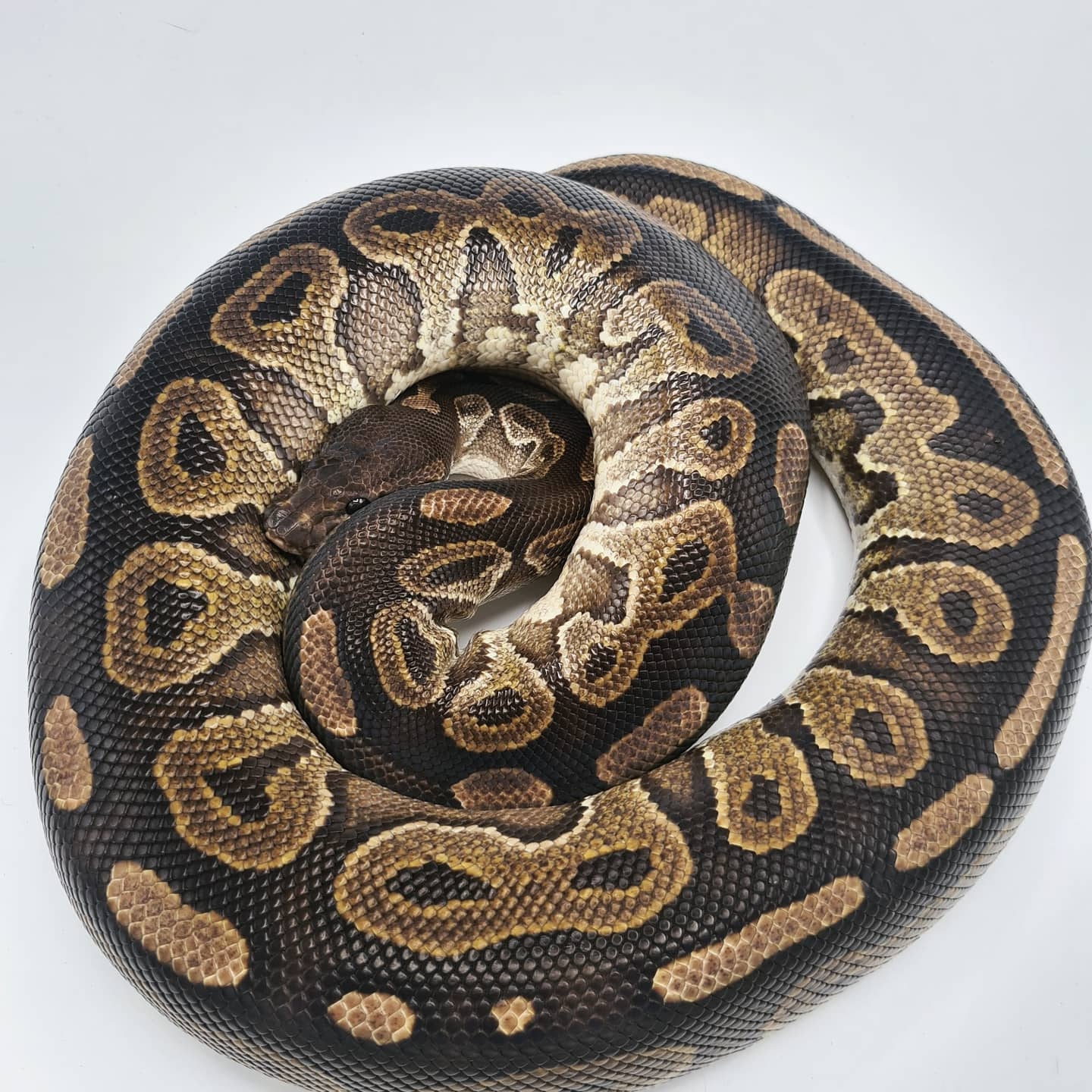 Cinnamon (Leopard) Het Piebald Ball Python by Rivera Genetics - MorphMarket
