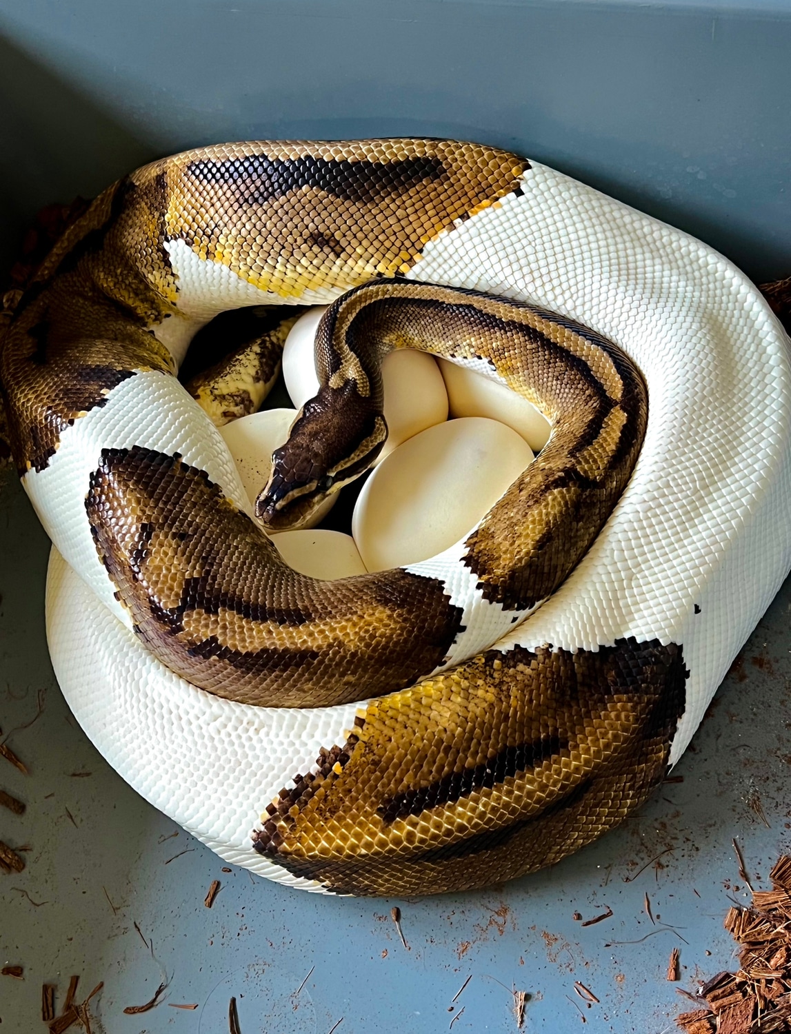 Piebald 2700g Ball Python by Rivera Genetics - MorphMarket