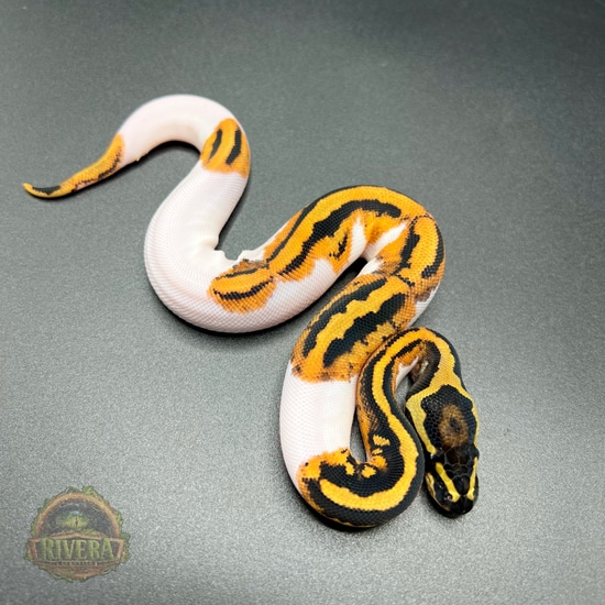 Piehead Python Piebald Het. Clown Ball Python by Rivera Genetics