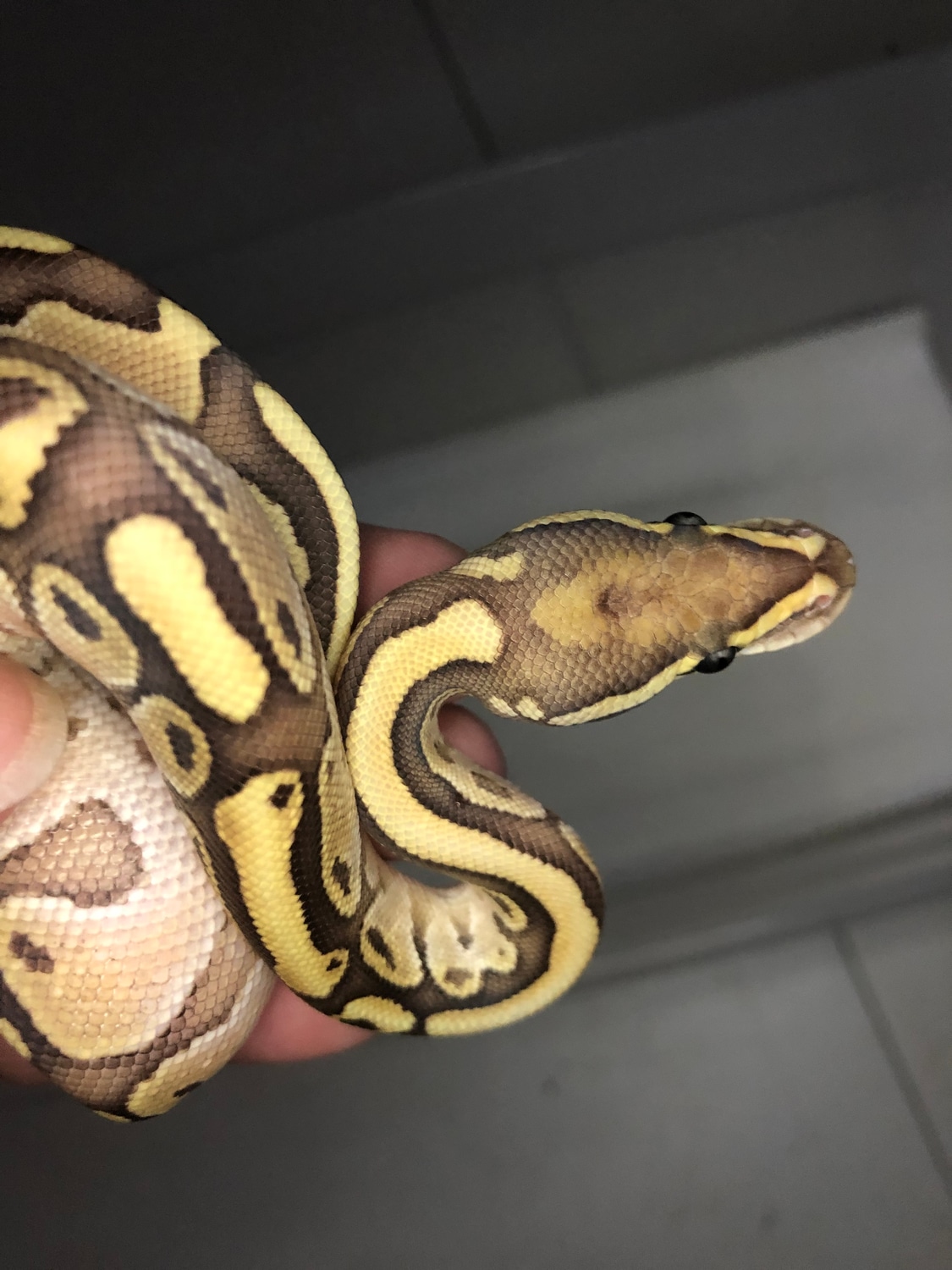 2022 Female Lesser Fire 50% DH Paint, Hypo Ball Python by River ...