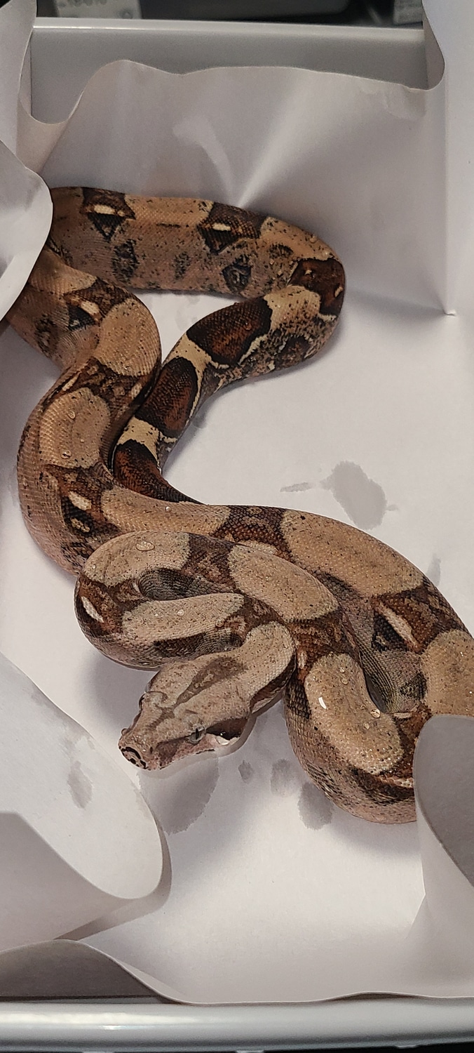 Pastel Het Sterling Boa Constrictor by Concealed Constrictors MorphMarket