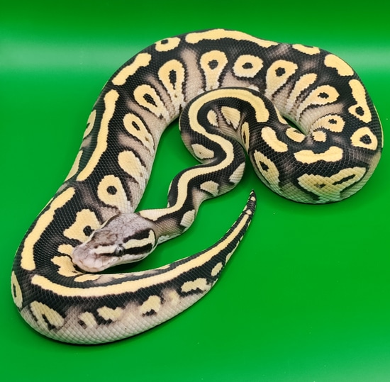 Pastel Blackhead DG Het Clown Ball Python by R-JEN Reptiles