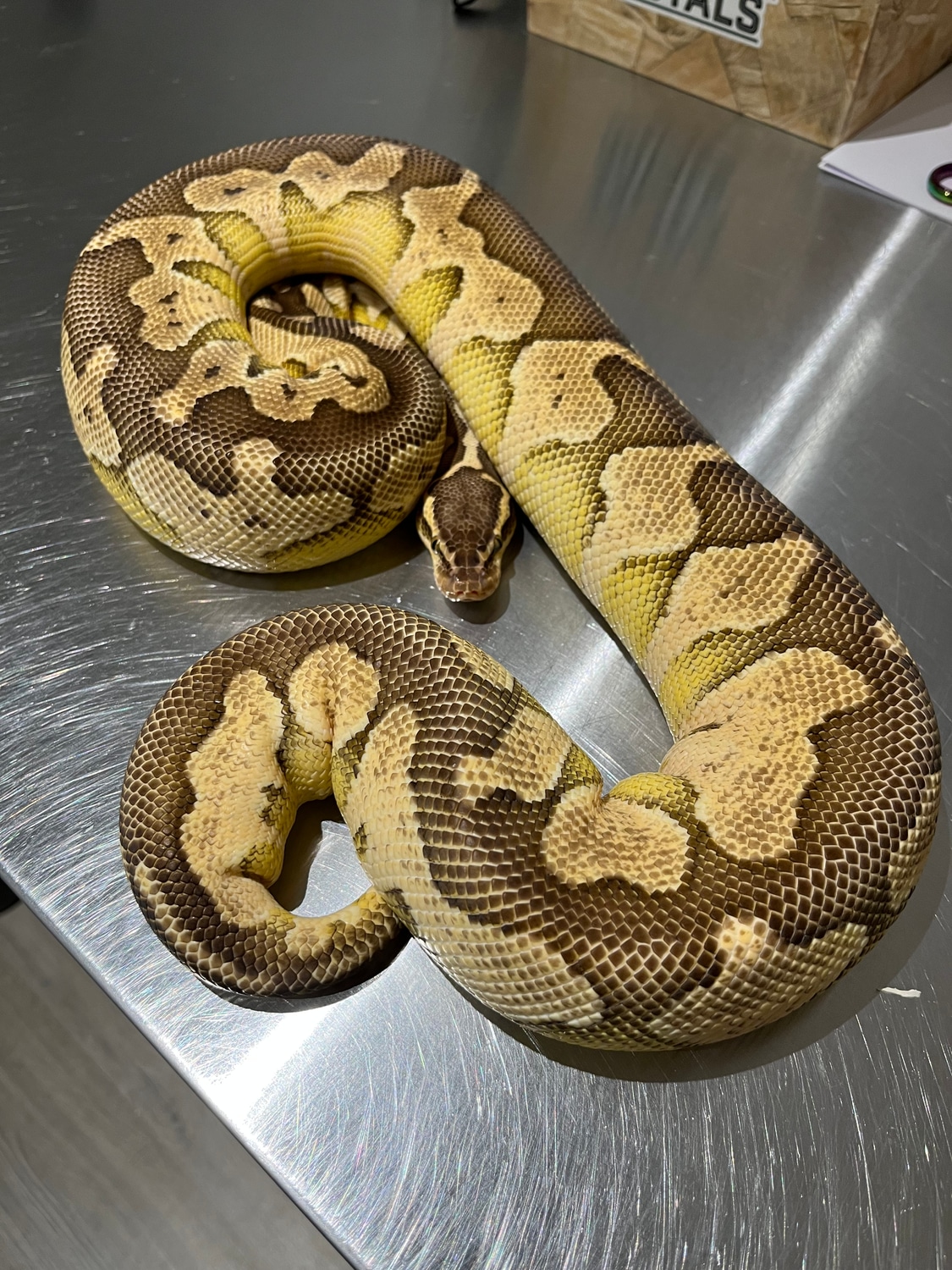 Butter Pastel Ball Python by Rjm Royals - MorphMarket
