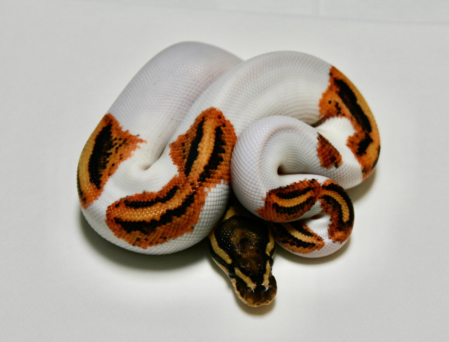 Fire Yellowbelly Gene X Pied Ball Python by Richard Jones Reptiles ...
