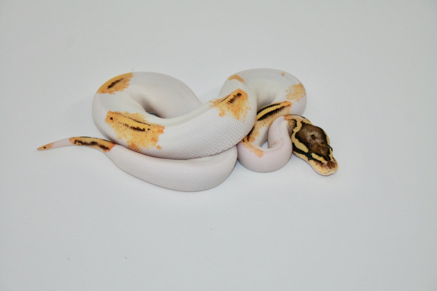 Pastel Fire GeneX Pied Ball Python by Richard Jones Reptiles - MorphMarket