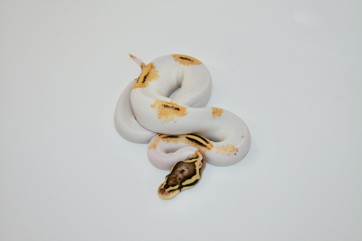 Pastel Fire GeneX Pied Ball Python by Richard Jones Reptiles - MorphMarket