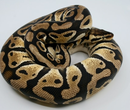 Pastel Fire GeneX Pied Ball Python by Richard Jones Reptiles - MorphMarket