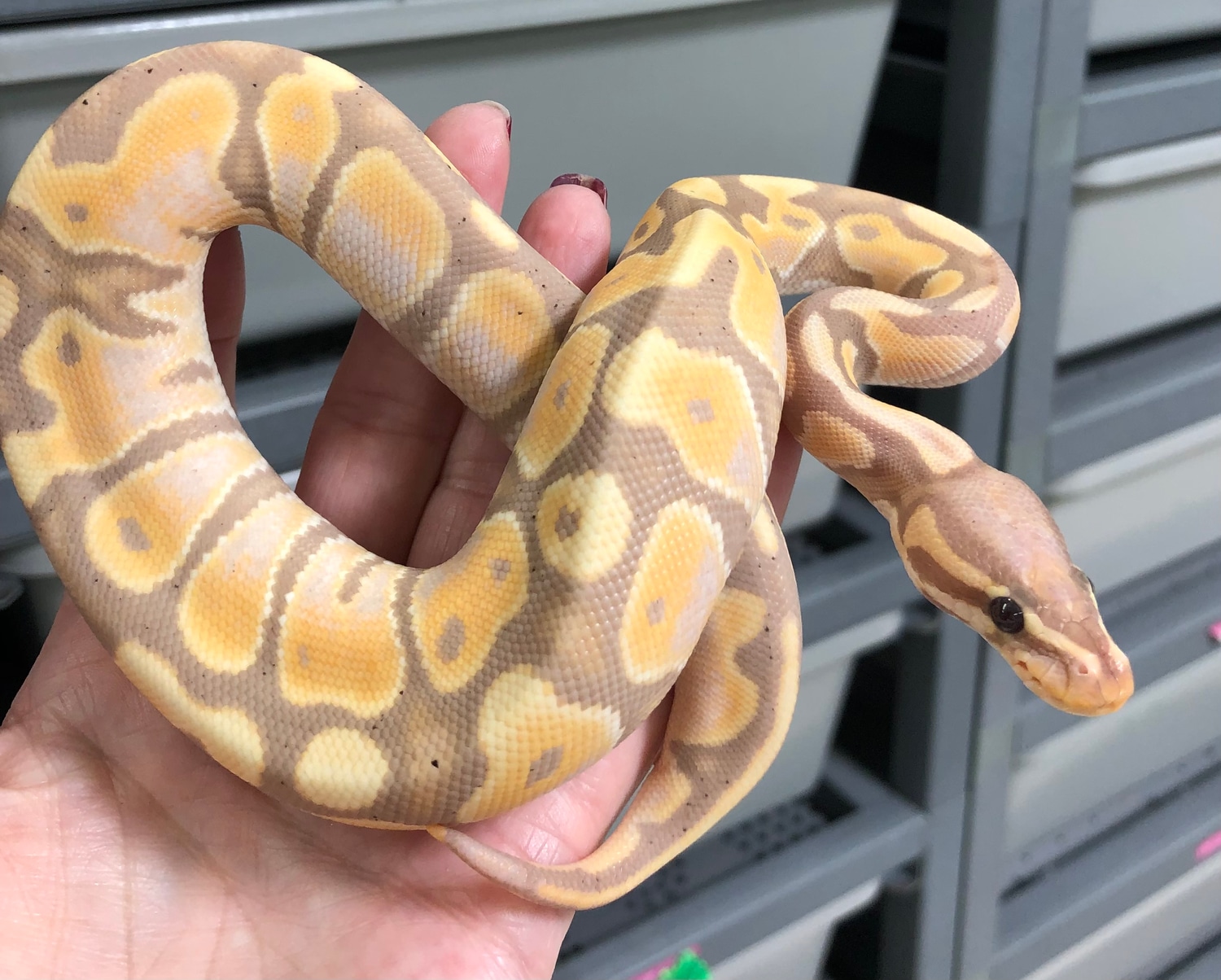 Banana Calico Ball Python by Richard Jones Reptiles MorphMarket
