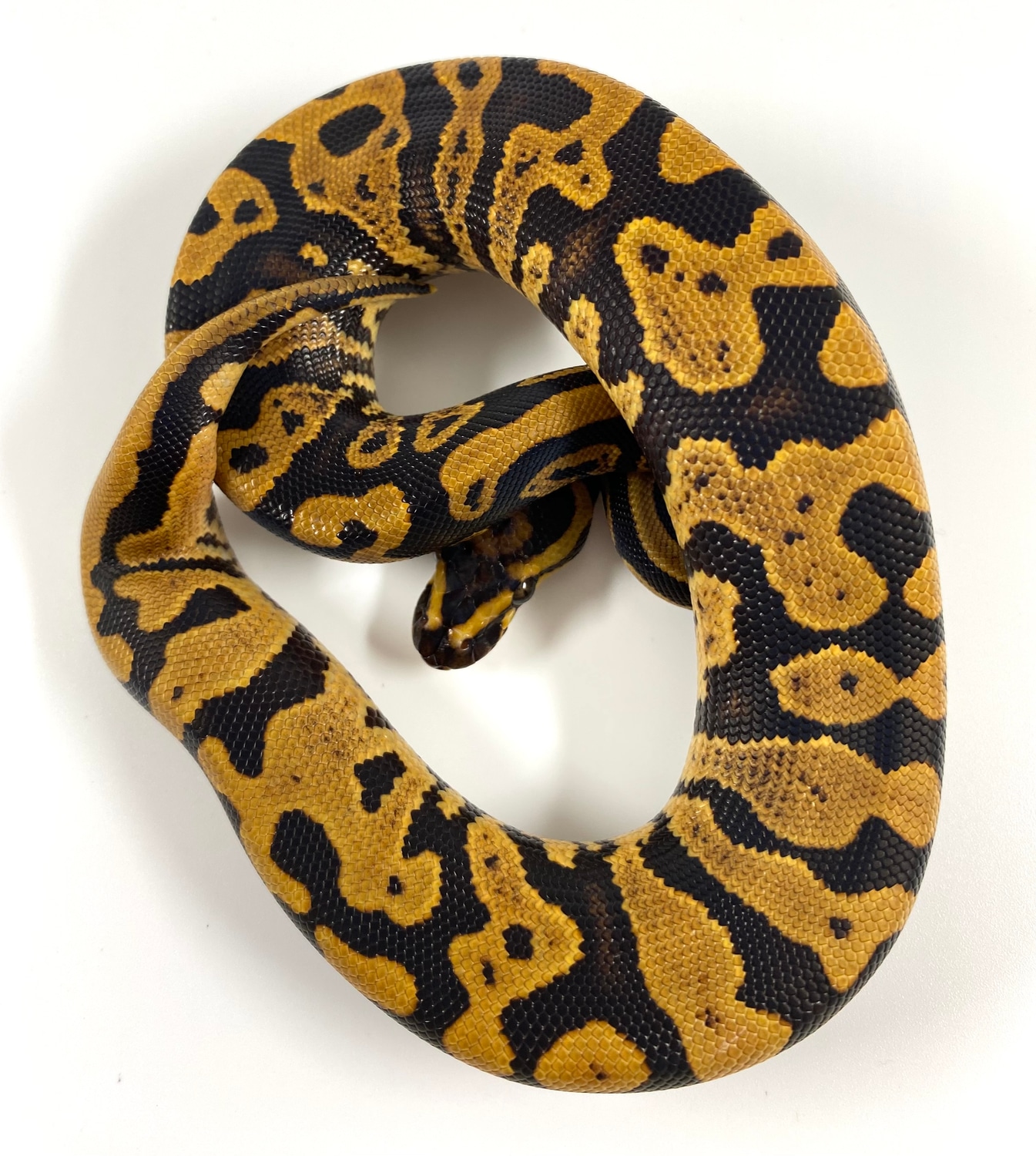 Fire Yellowbelly Confusion 100% Het Pied 50% Het Lavender Albino Ball ...