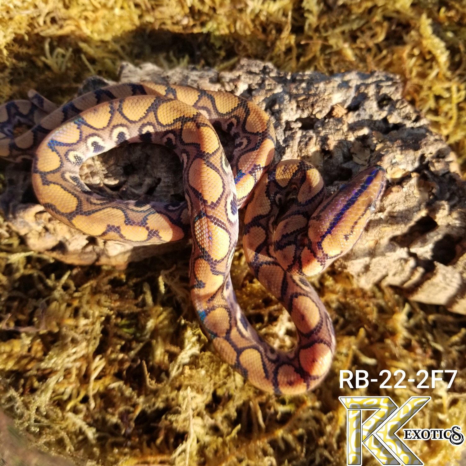 Stunning Frozen-Thawed Brazilian Rainbow Boas' Calcium Requirements image