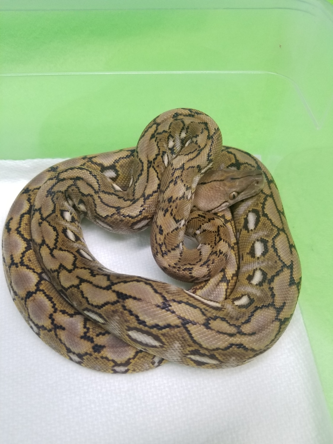 100% Kalatoa Super Dwarf Reticulated Python by RKexotics Reptiles ...
