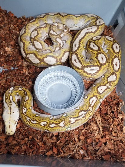 Adult Mochino Motley Reticulated Python by RKexotics Reptiles