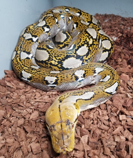 DH Purple OGS Reticulated Python by RKexotics Reptiles