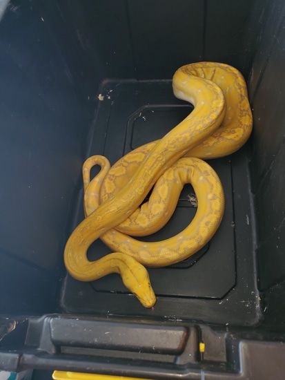 Purple Phantom Reticulated Python by Rat man