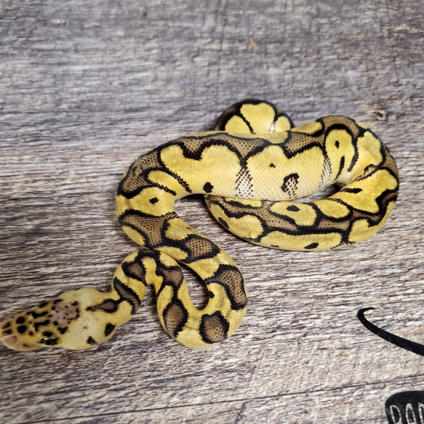 Pastel Clown 50% Het Tsk Axanthic Ball Python by Bad Azz Balls ...