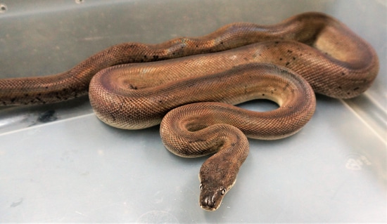 Dunns Python "Liasis Dunni" More Python by RL Snakes