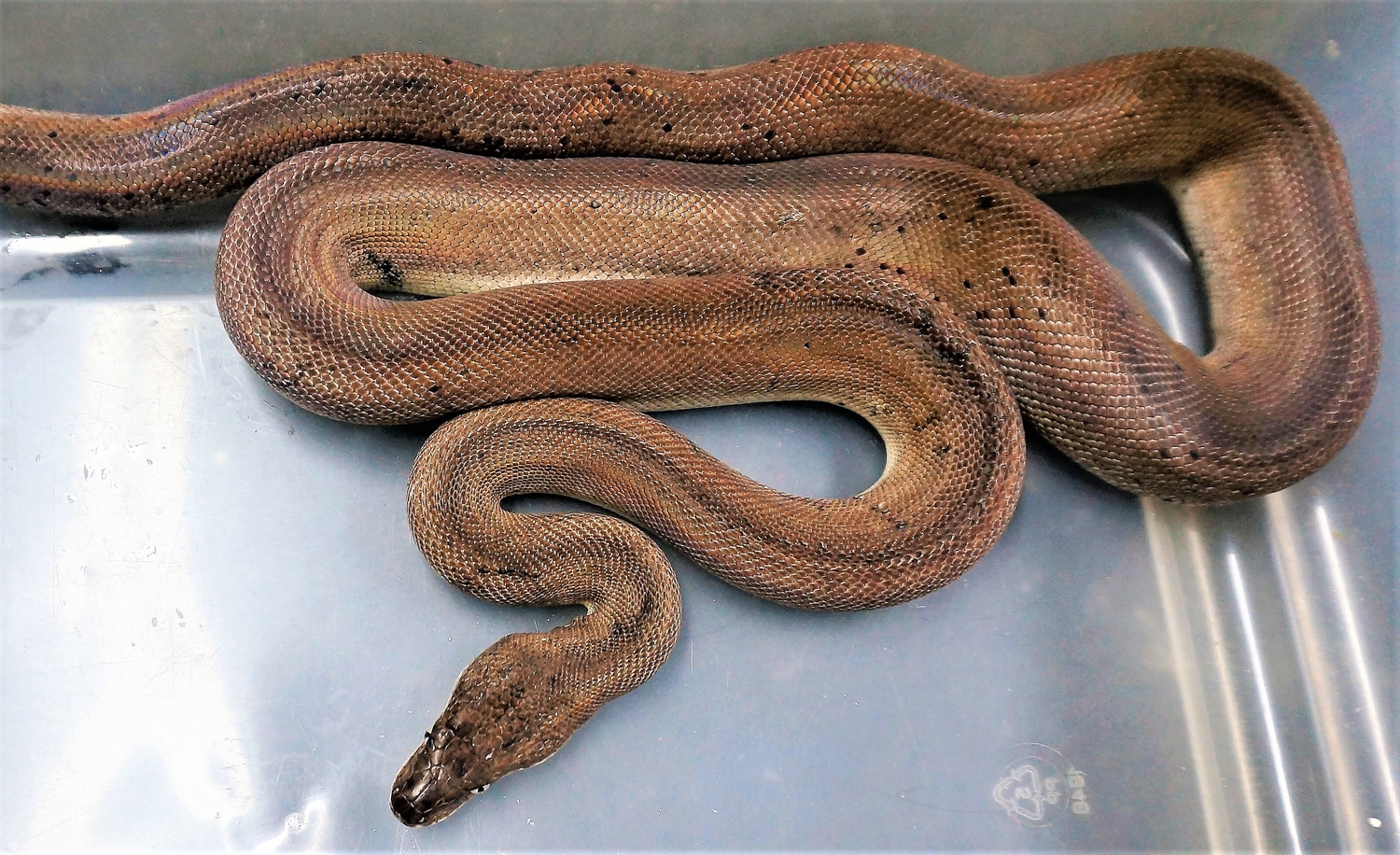 Dunns Python