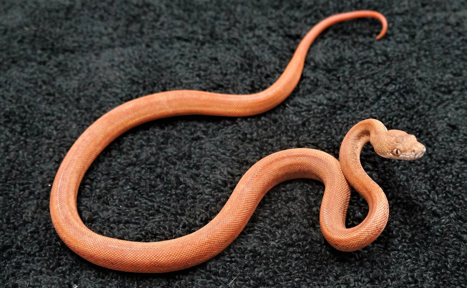 Savu Python Male 