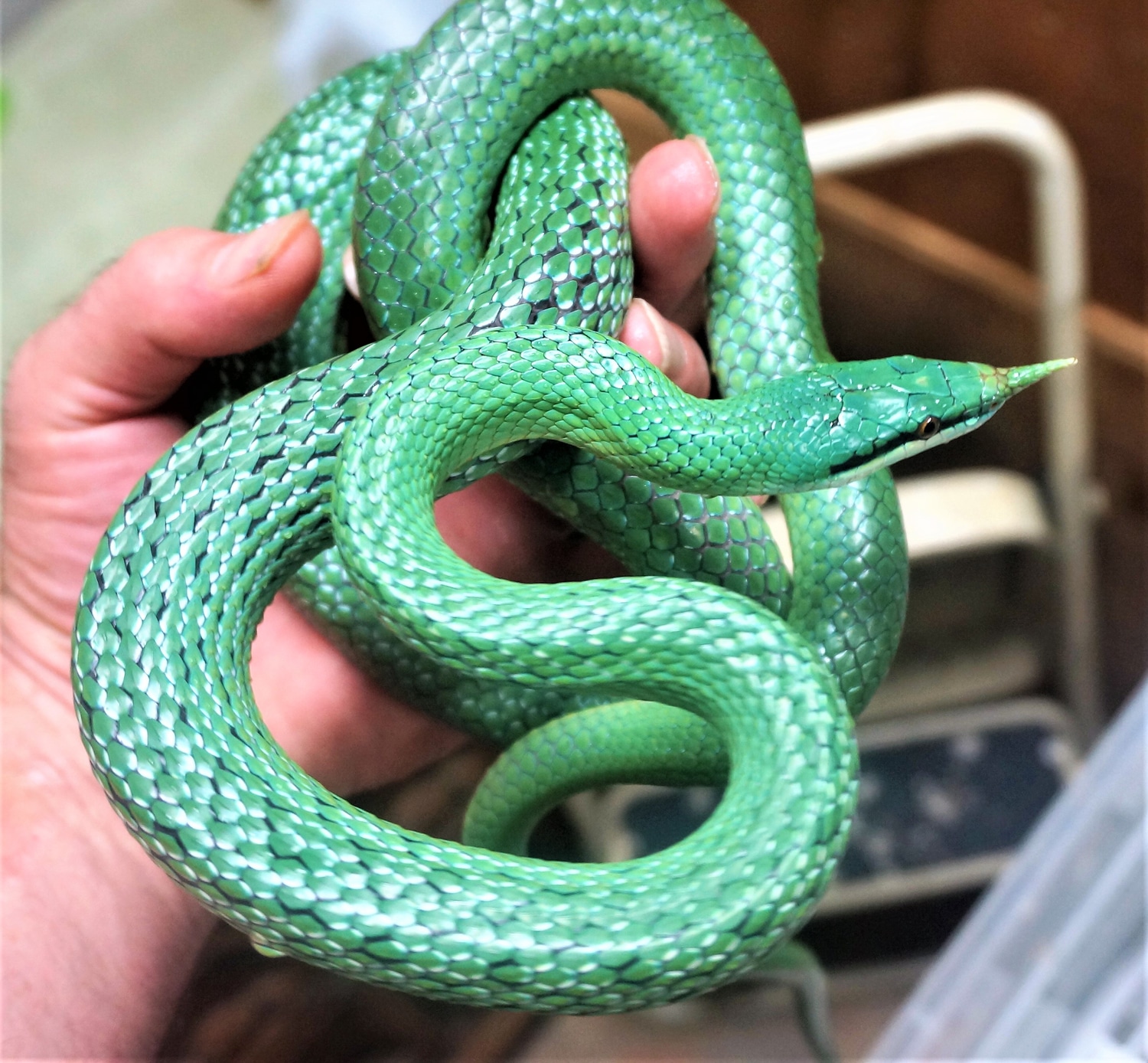 Rhino Rat Snake Adult Male Other Rat Snake by RL Snakes - MorphMarket