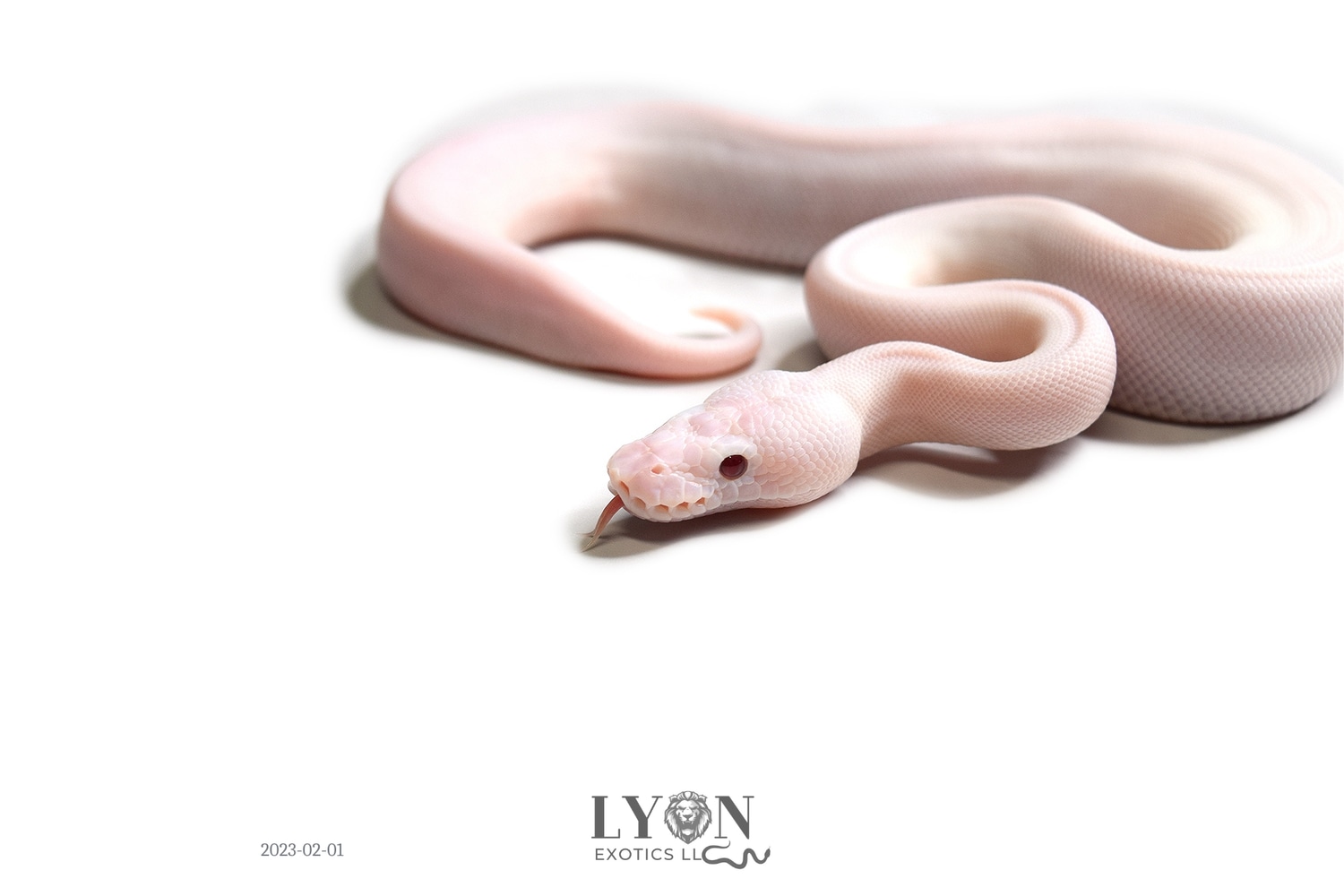 Bamboo Ultramel Pied Ball Python by LYON Exotics LLC - MorphMarket