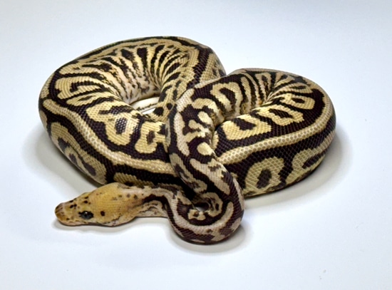 Powerball Clown Ball Python by LYON Exotics LLC