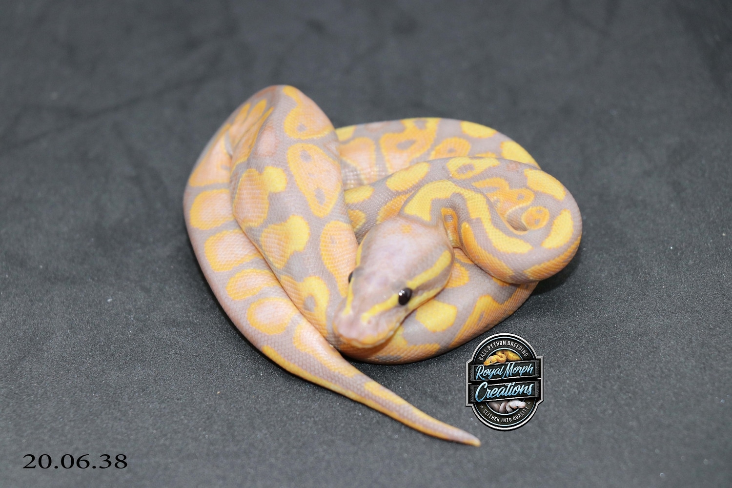 Banana Calico Ball Python by Royal Morph Creations MorphMarket