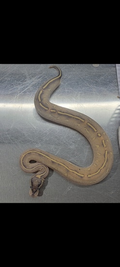 Highway Ball Python by Royal Morph Creations