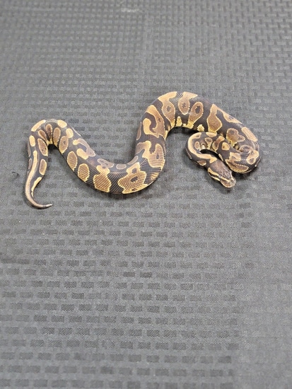 Trick Ball Python By Royal Morph Creations
