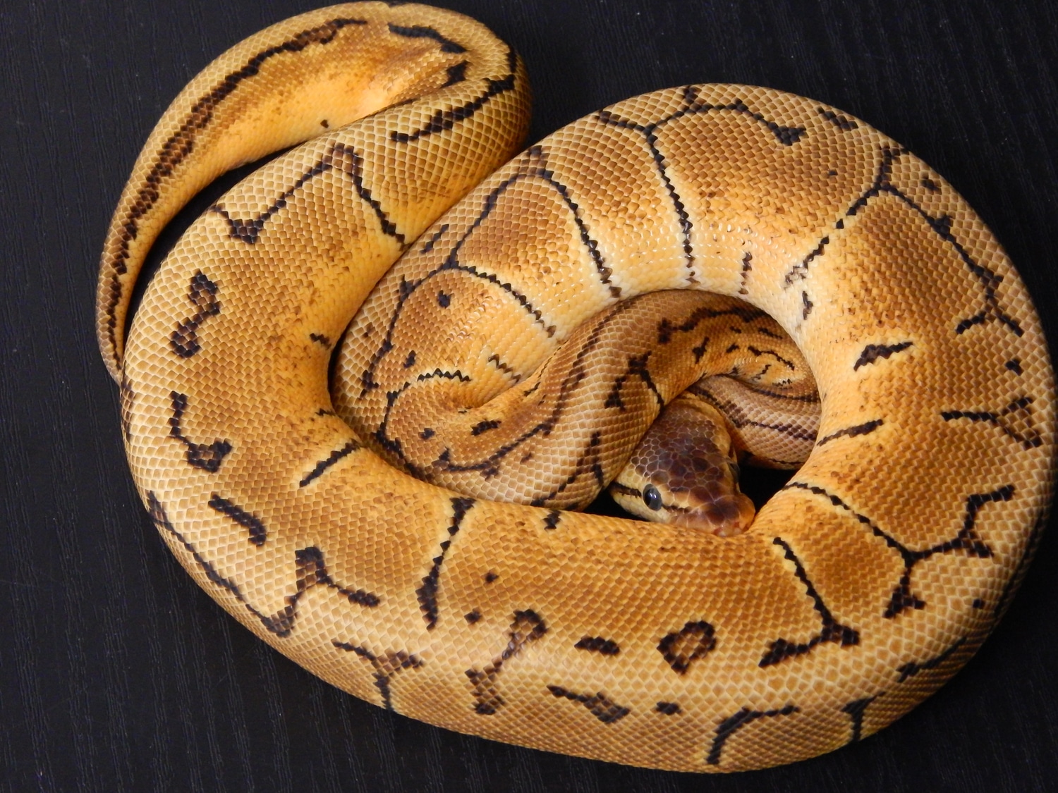 Pastel Pinstripe (Lemon Blast) Ball Python by Rocky Mountain Royal Ball ...