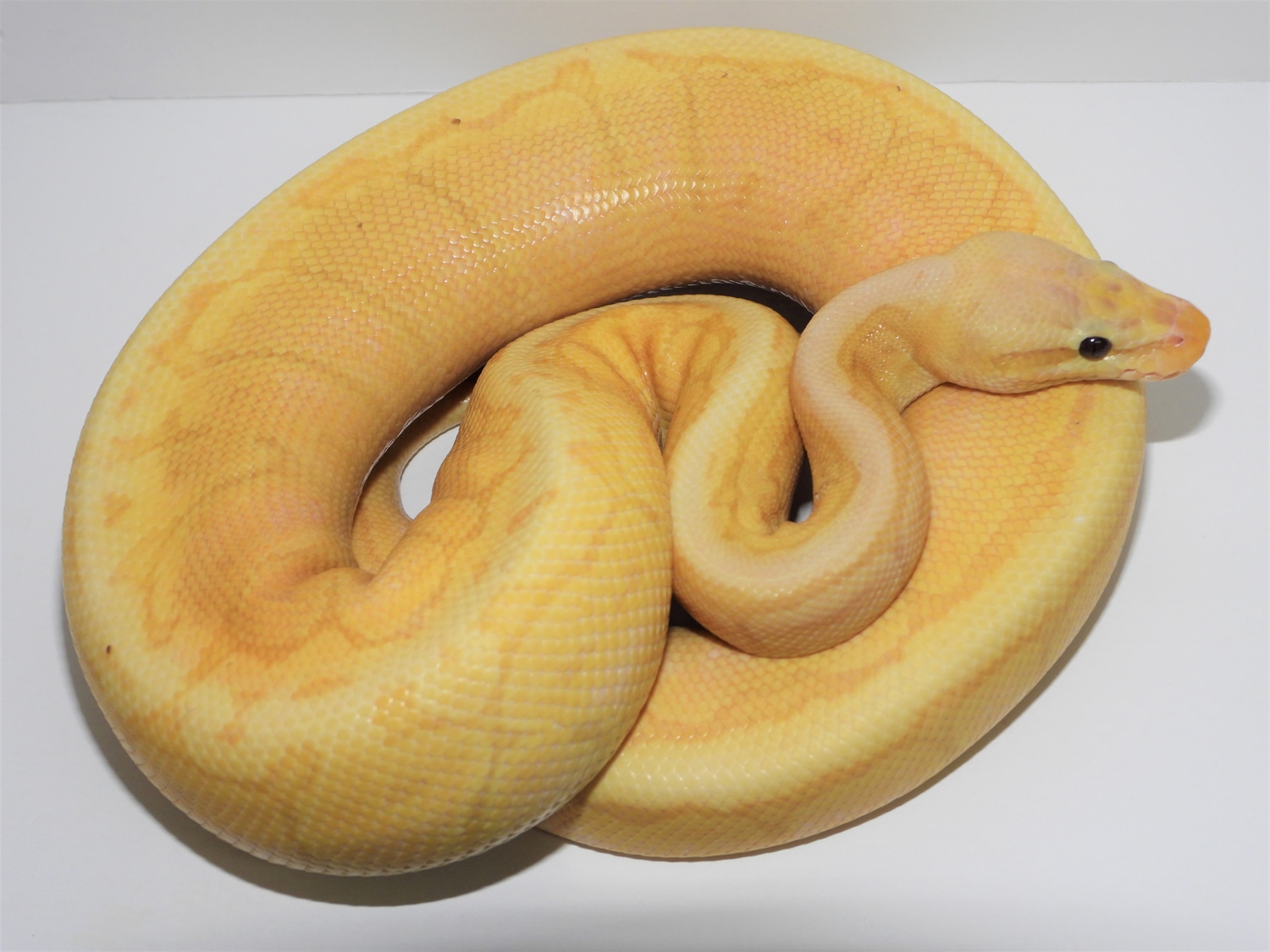 Coral Glow Lemon Blast Ball Python by Rocky Mountain Royal Ball Pythons ...