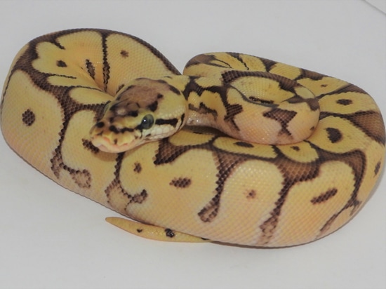 Mojave Bumble Bee 50% Het Piebald Ball Python by Rocky Mountain Royal ...