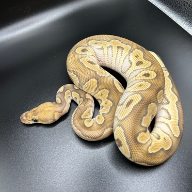Pastel Phantom Gravel Poss Leopard Ball Pythons by Nash's