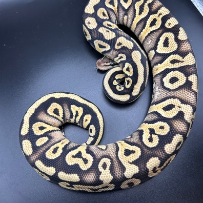 Ball Pythons For Sale - MorphMarket US & Canada