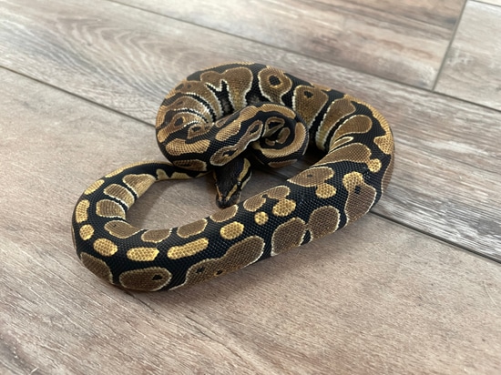 Normal 66% Het Pied Ball Python by Mancave Morphs