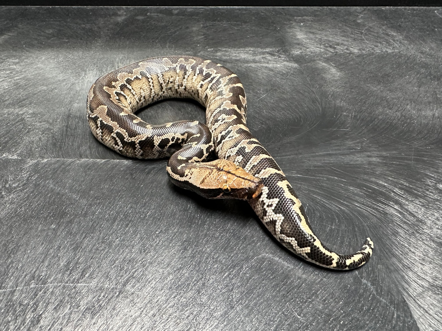 Sumatran Short-tailed Python by Mancave Morphs - MorphMarket