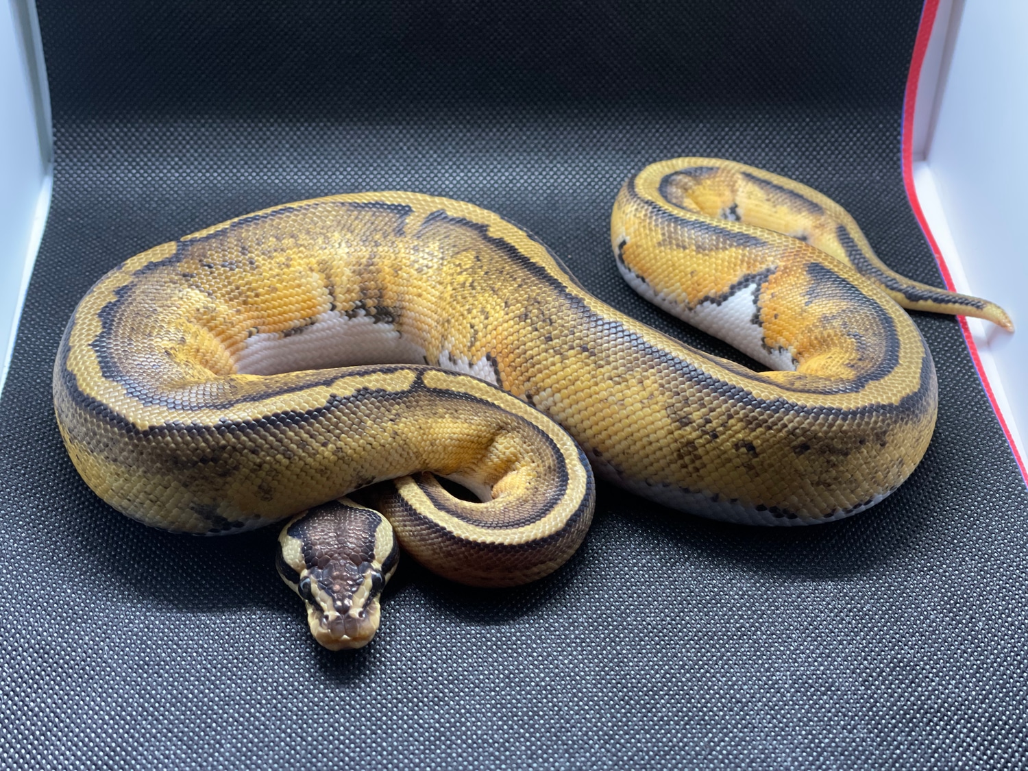 Pastel Pied Ball Python by RO’s Reptiles - MorphMarket