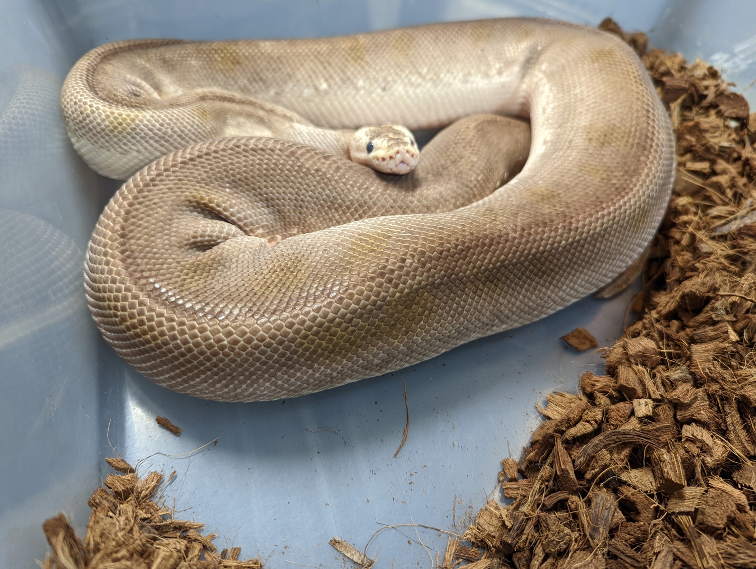 Pastel Champagne Ball Python by AFS Reptiles - MorphMarket