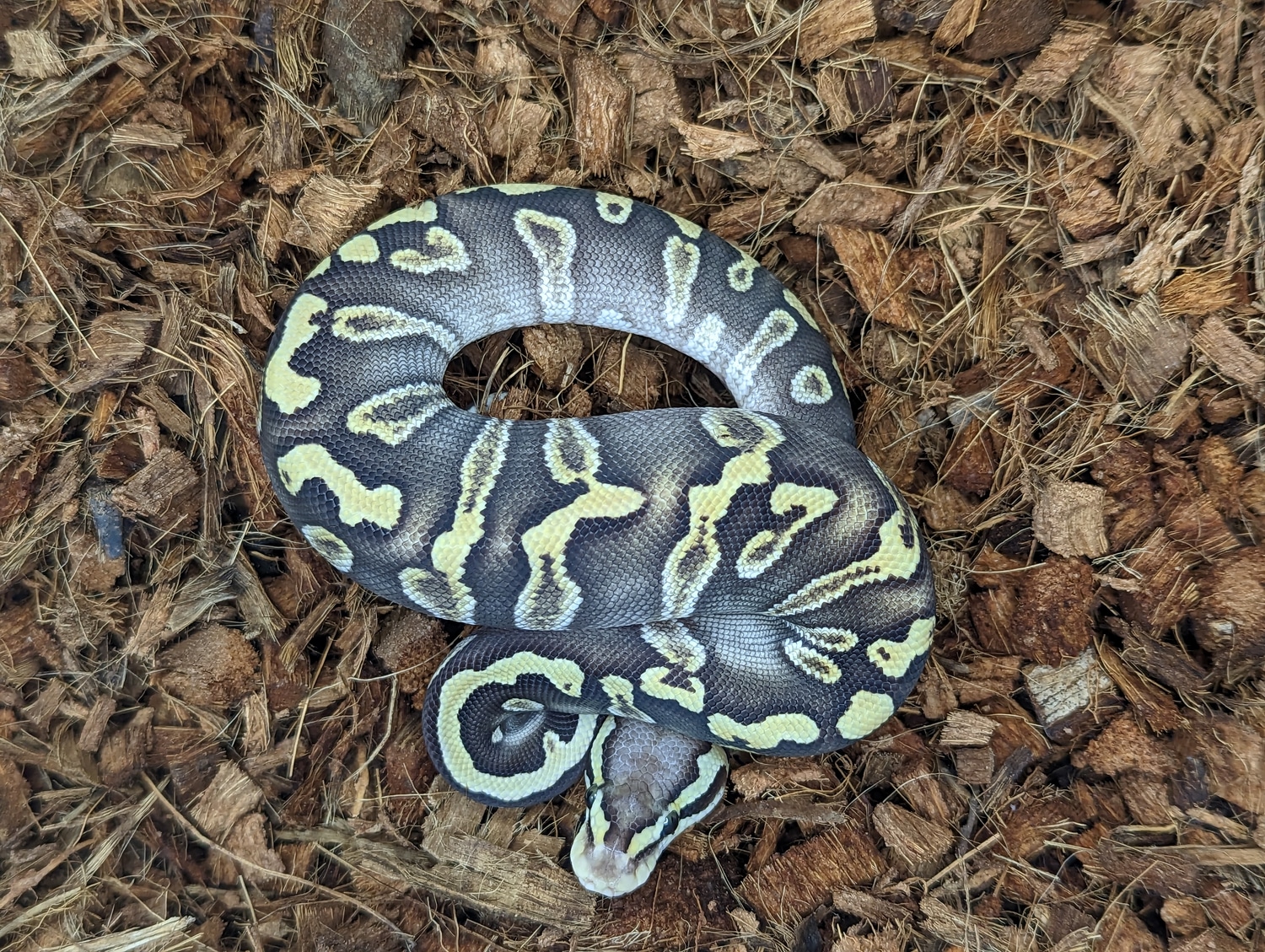 Ball Python Pastjave Pastel GHI Mojave 100% Dbl Het Clown/Hypo Ball Python by AFS Reptiles ...