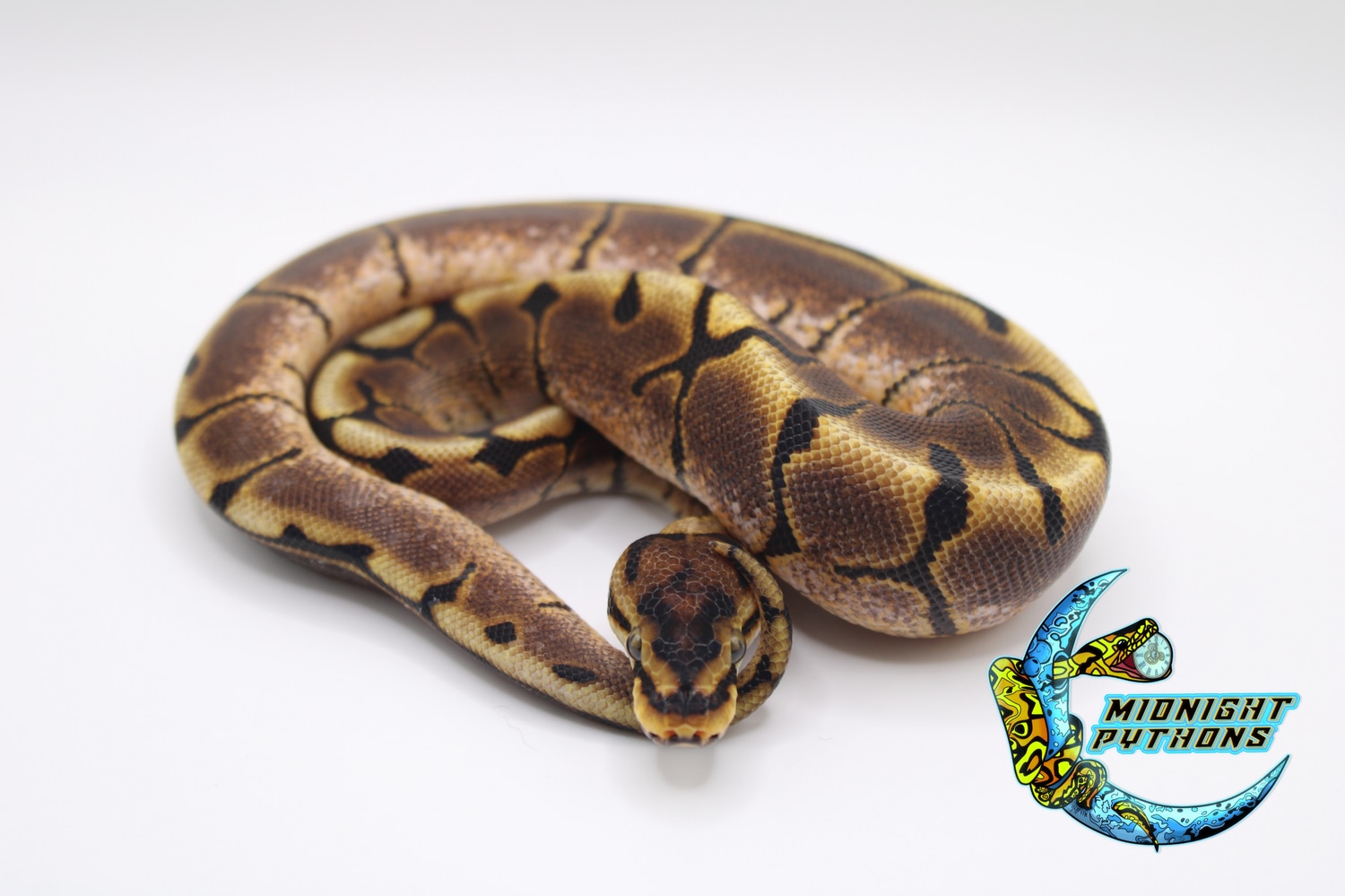 Spider Ball Python by Midnight Pythons - MorphMarket