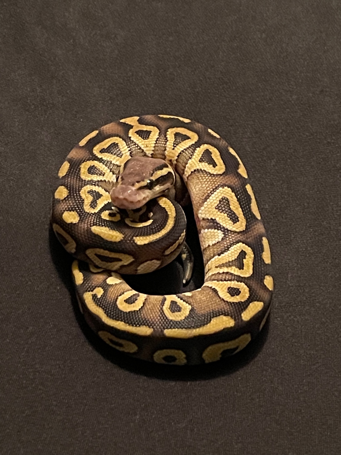 Mojave Ball Python by Mullins Morphs MorphMarket
