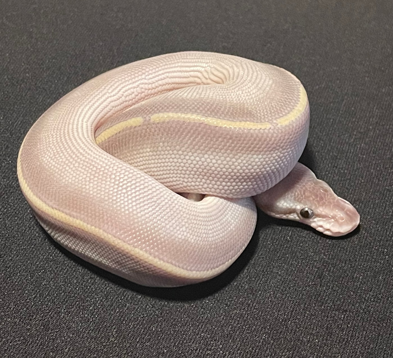 Mystic Potion Ball Python by Mullins Morphs - MorphMarket